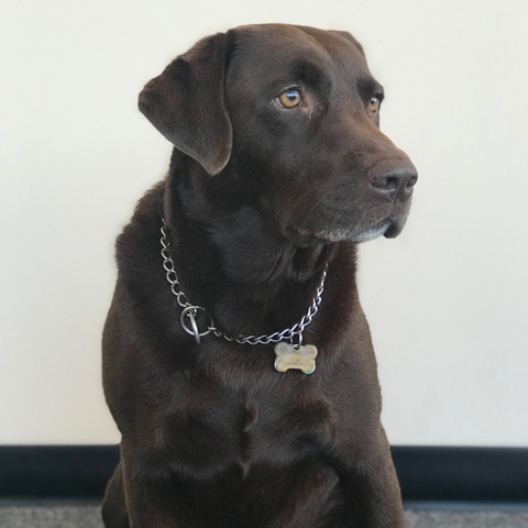 Bruno Owens - Office Dog Bruno Owens - Office Dog