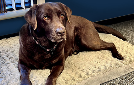 support_1648824029_bruno-owens-office-dog